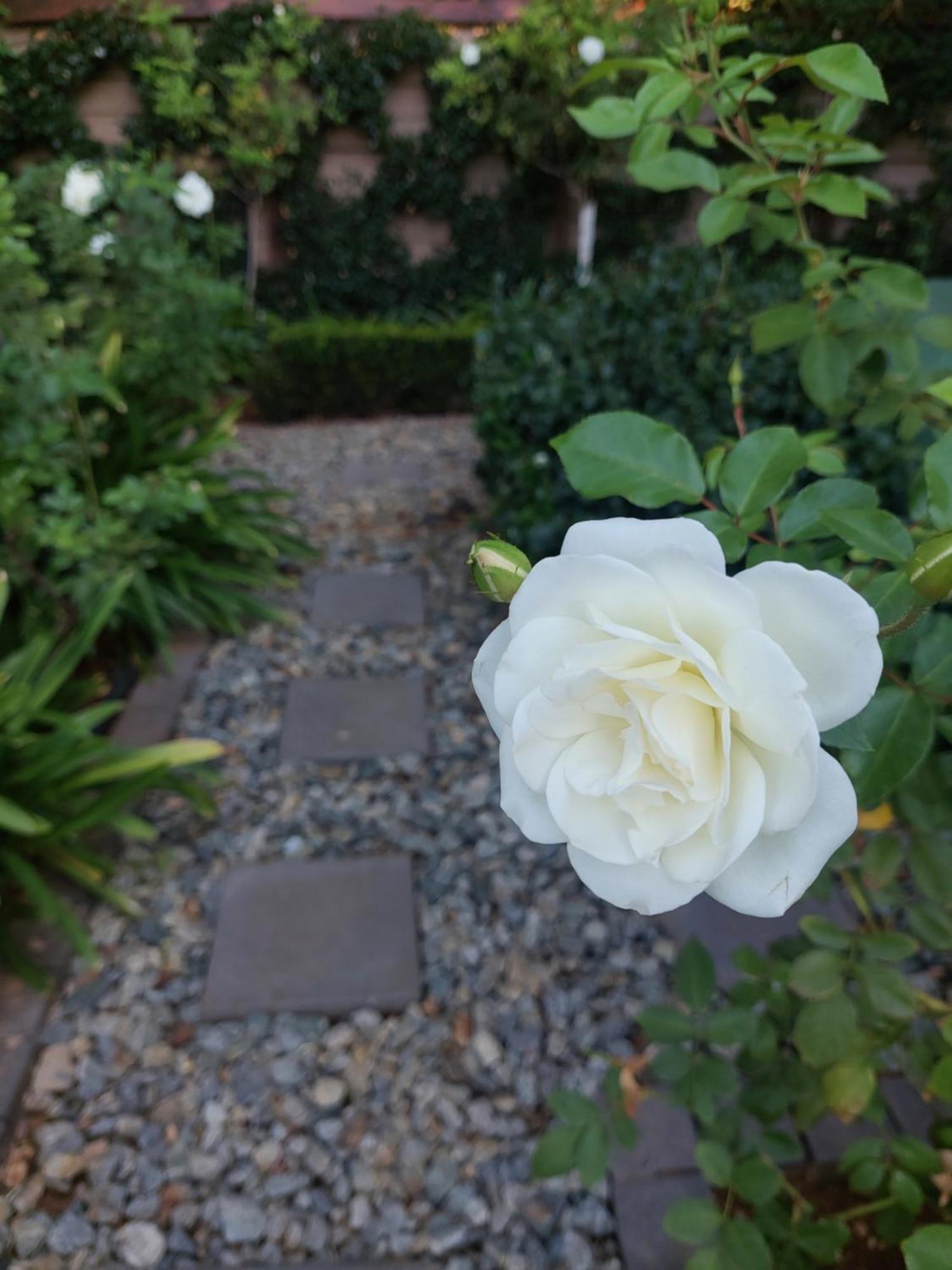 Bella Rosa Bed & Breakfast Potchefstroom Bagian luar foto