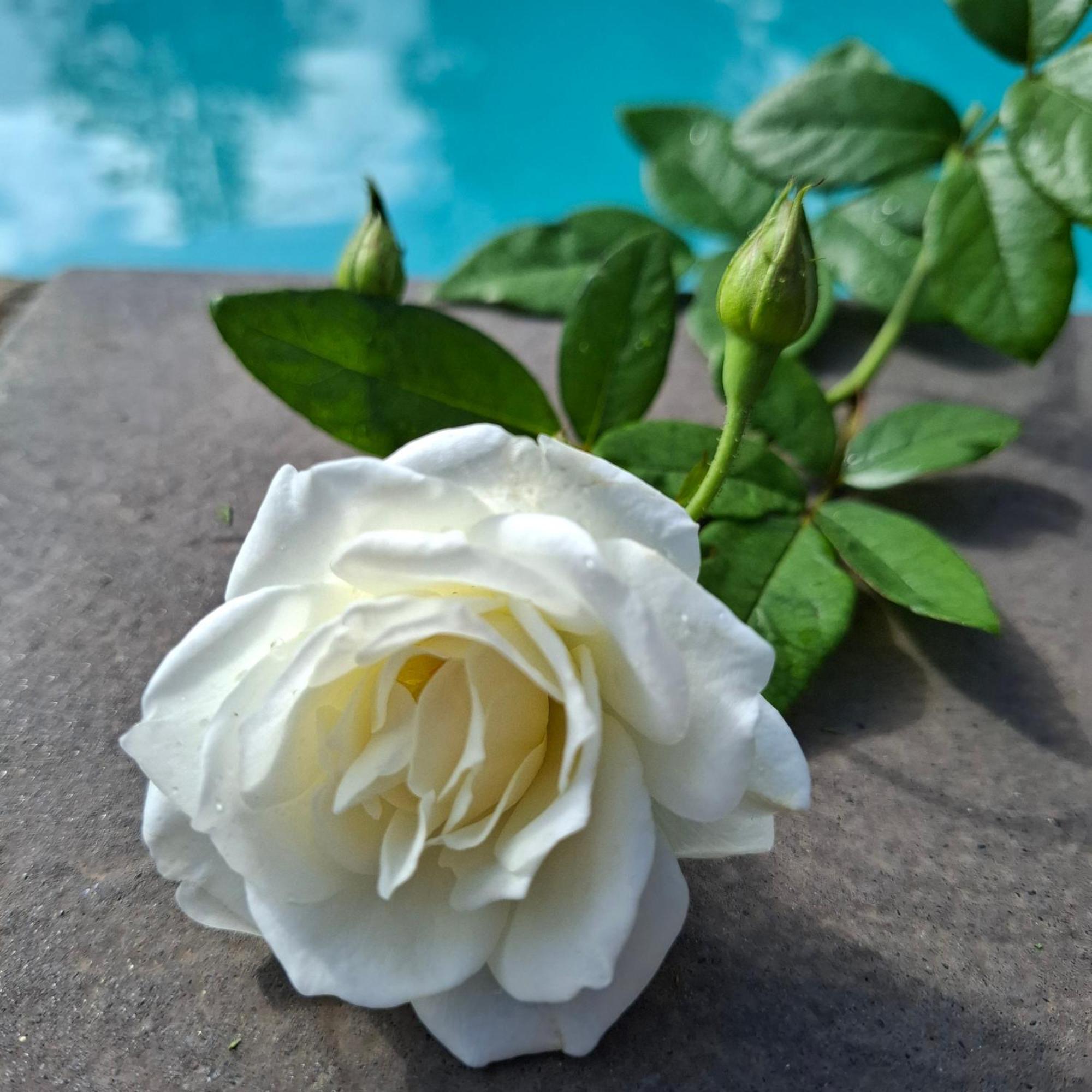 Bella Rosa Bed & Breakfast Potchefstroom Bagian luar foto